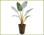 フレッシュ人工観葉植物、人工樹木をご紹介するイメージ画像