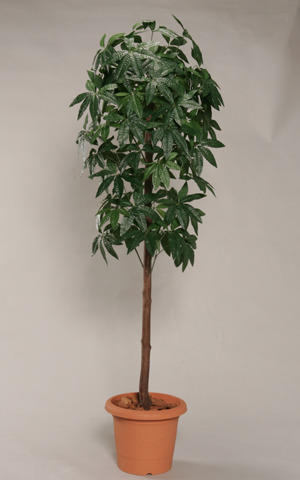 pLc[180cm