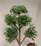 人工樹木・観葉植物、ザ・グリーンの画像